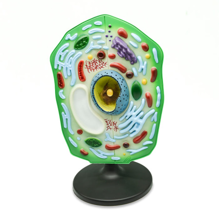 Модель «Клетка растения»